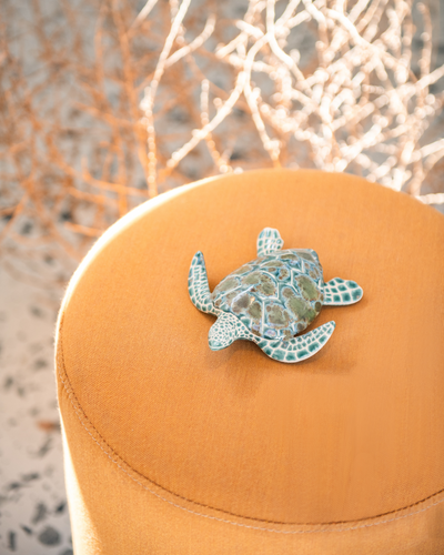 Baby Jonno Sea Turtle