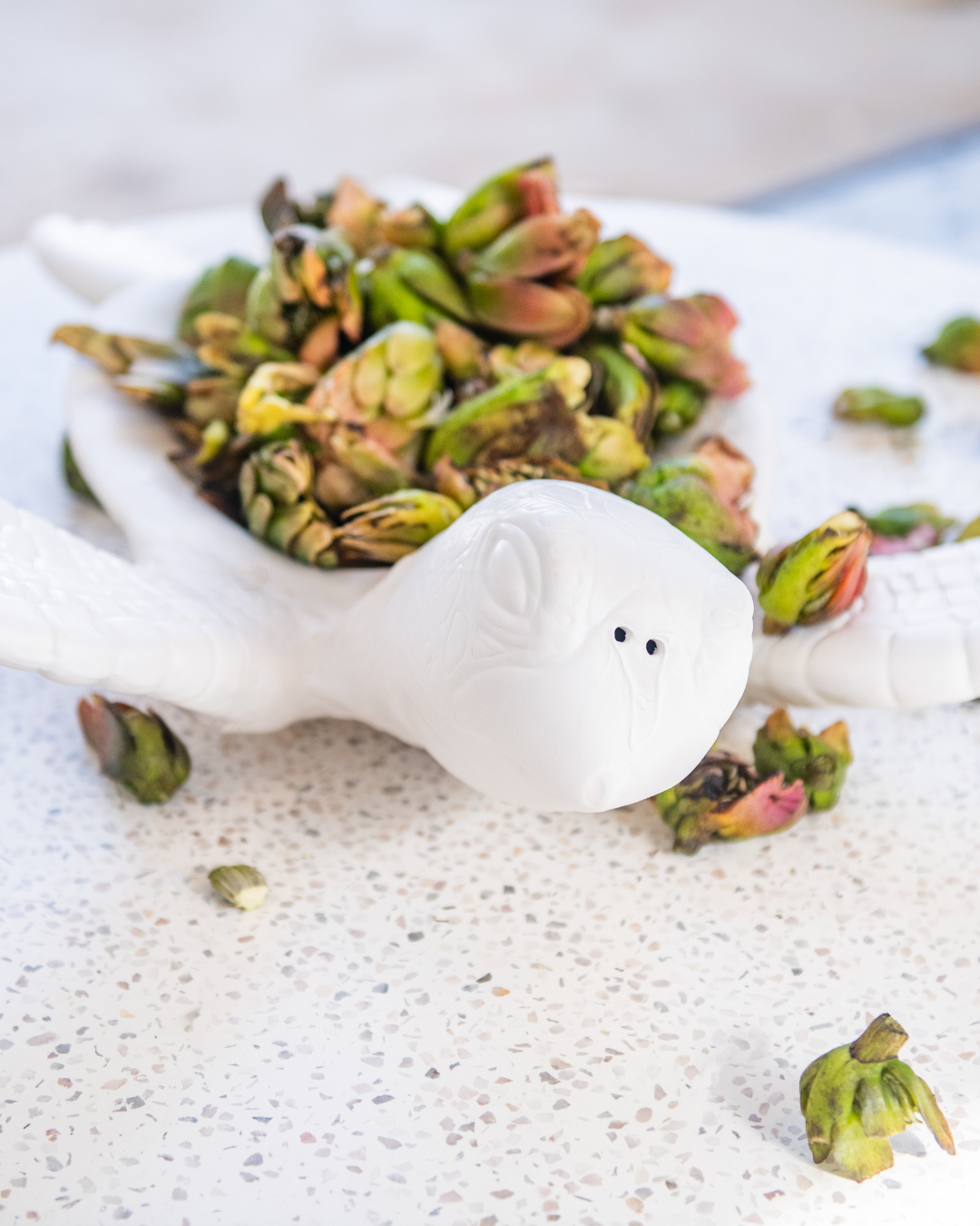 White ceramic turtle bowl wiith green succulents on a textured white surfacel
