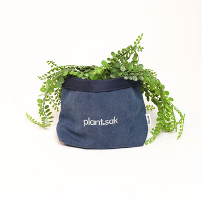 plant.sak